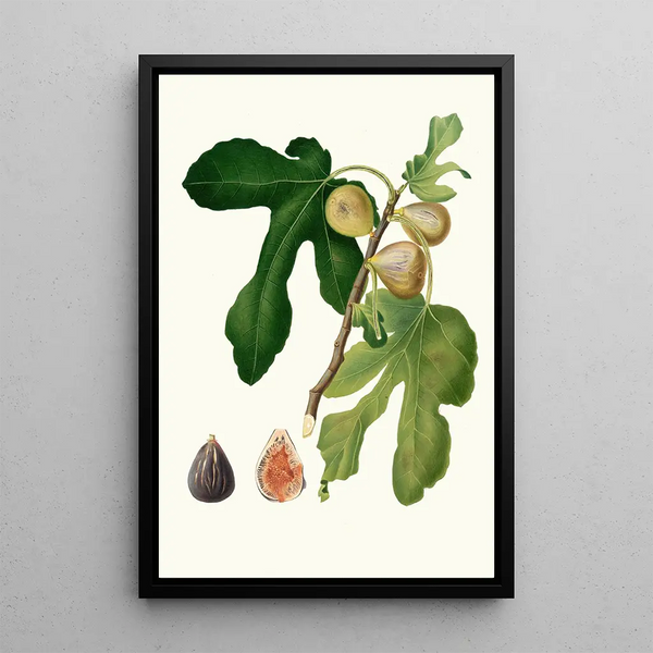 Giorgio Gallesio - Fico vezzoso Ficus carica sativa Fico dattero Vol 3.webp