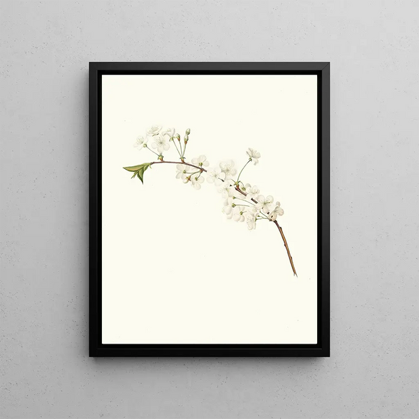 Giorgio Gallesio - Fiore di Ciliegio Visciolino o Amareno Amarena cherry flower.webp