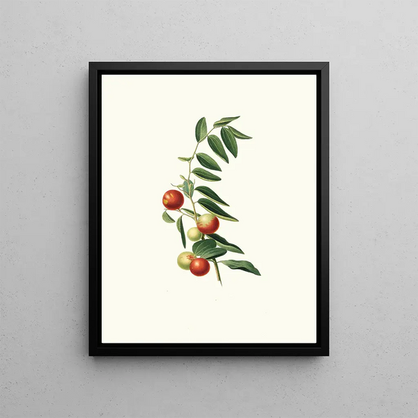 Giorgio Gallesio - Giuggiola a frutto rotondo Zizphus vulgaris Chinese jujube.webp