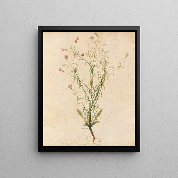 Giovanna Garzoni - Piante varie Pl04.webp