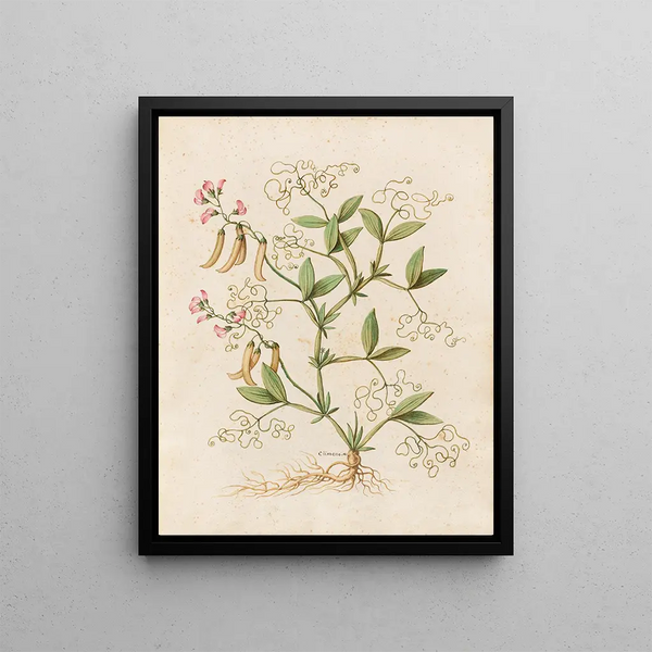 Giovanna Garzoni - Piante varie Pl46.webp