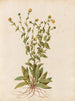Plantes diverses Pl47 - Giovanna Garzoni — Ansicht des Kunstwerks