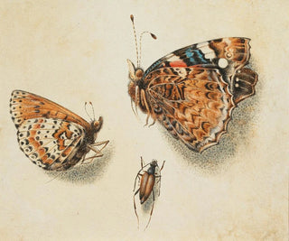 Giovanna Garzoni - Two butterflies and another insect.webp