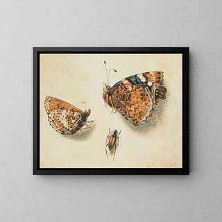 Giovanna Garzoni - Two butterflies and another insect.webp