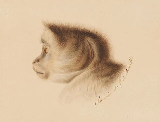 Affe - Gottfried Mind — Ansicht des Kunstwerks