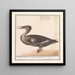 Grande harle Mergus merganser - Anselmus Botius de Boodt — quadro incorniciato alla parete