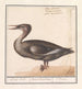Grande harle Mergus merganser - Anselmus Botius de Boodt — vista dell’opera
