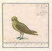 Groenling Chloris chloris - Anselmus Botius de Boodt — Ansicht des Kunstwerks