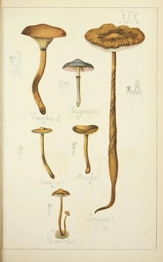 Guillaume Sicard - Histoire naturelle des champignons Pl19.webp