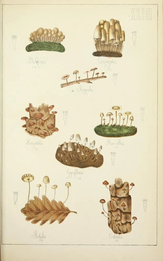 Guillaume Sicard - Histoire naturelle des champignons Pl23.webp