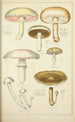 Histoire naturelle des champignons Pl32 - Guillaume Sicard — vista dell’opera