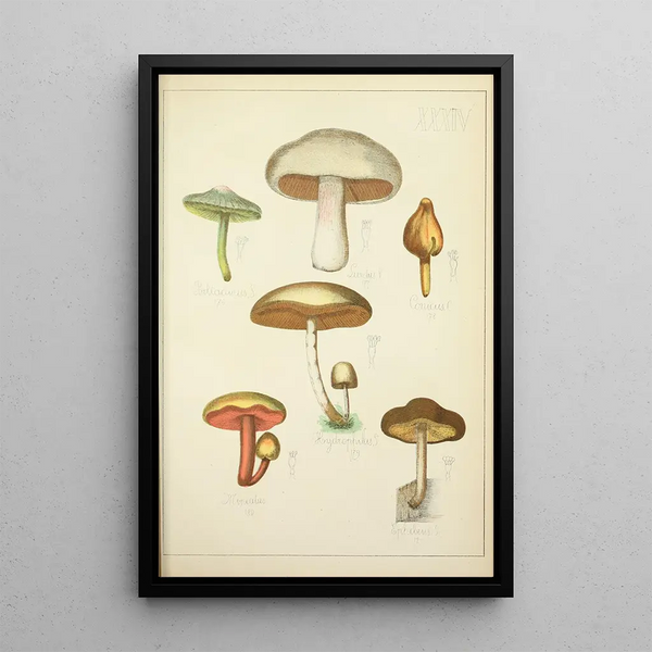 Guillaume Sicard - Histoire naturelle des champignons Pl34.webp