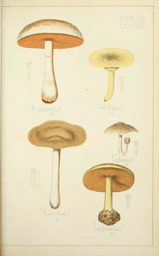 Guillaume Sicard - Histoire naturelle des champignons Pl37.webp