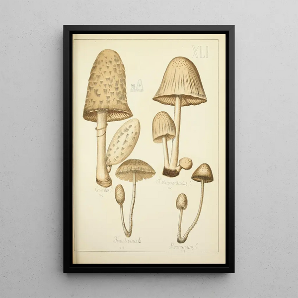 Guillaume Sicard - Histoire naturelle des champignons Pl41.webp