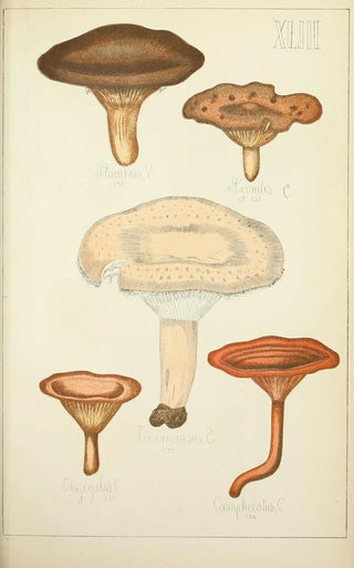 Guillaume Sicard - Histoire naturelle des champignons Pl43.webp