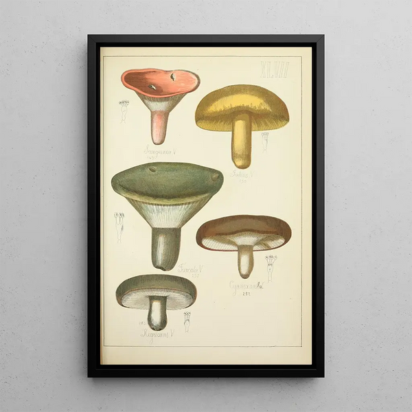Guillaume Sicard - Histoire naturelle des champignons Pl47.webp
