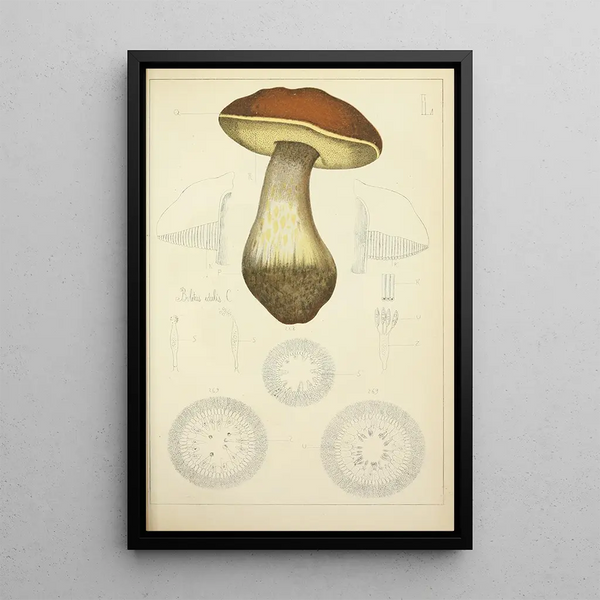Guillaume Sicard - Histoire naturelle des champignons Pl50.webp