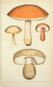 Histoire naturelle des champignons Pl52 - Guillaume Sicard — vista dell’opera