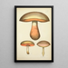 Histoire naturelle des champignons Pl53 - Guillaume Sicard — quadro incorniciato alla parete