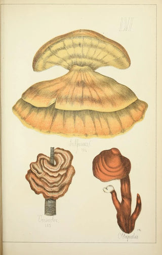 Guillaume Sicard - Histoire naturelle des champignons Pl56.webp