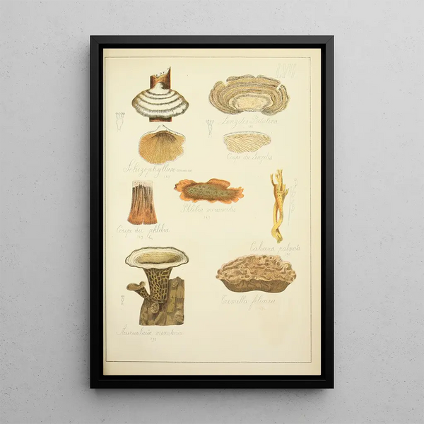 Guillaume Sicard - Histoire naturelle des champignons Pl57.webp