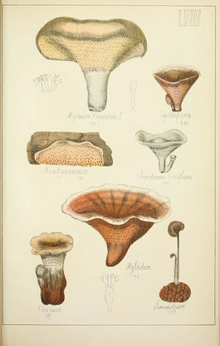 Guillaume Sicard - Histoire naturelle des champignons Pl58.webp