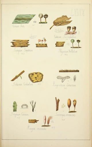 Guillaume Sicard - Histoire naturelle des champignons Pl69.webp