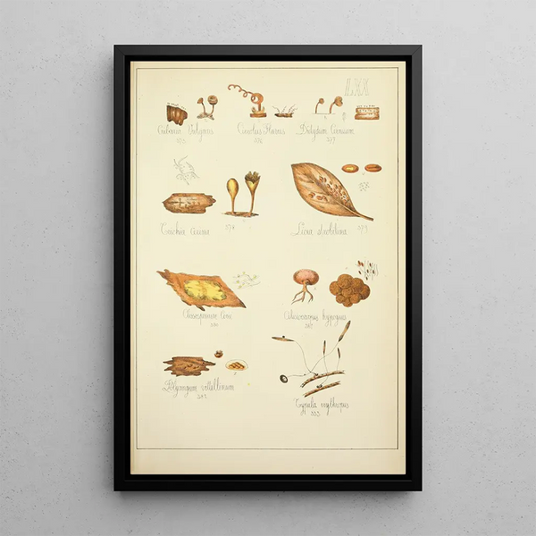 Guillaume Sicard - Histoire naturelle des champignons Pl70.webp