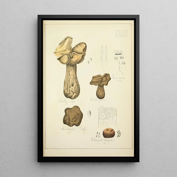 Guillaume Sicard - Histoire naturelle des champignons Pl72.webp