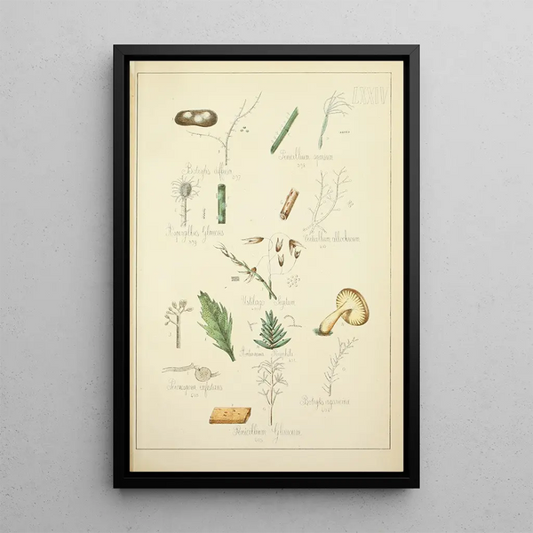 Guillaume Sicard - Histoire naturelle des champignons Pl74.webp