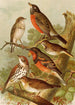The world of North American birds pl02 - Gustav Mützel — artwork view