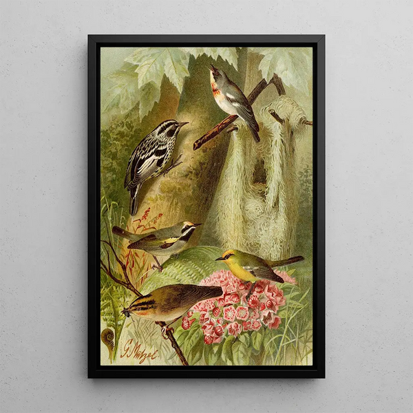 Gustav Mutzel - Die Nordamerikanische Vogelwelt pl12.webp