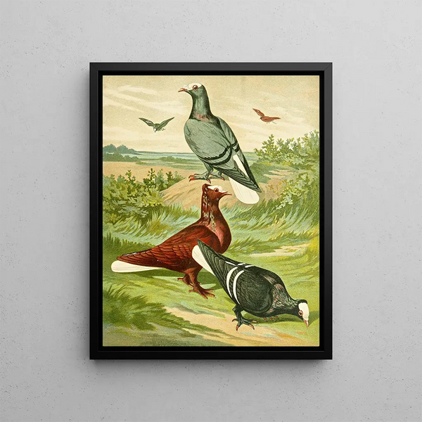 Gustav Prtz - C albiceps.webp