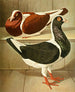 C. austriaca Washington - Gustav Prütz — Ansicht des Kunstwerks