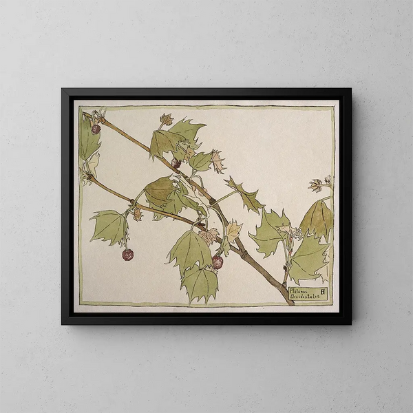 Sycomore occidental - Hannah Borger Overbeck — gerahmtes Bild an der Wand