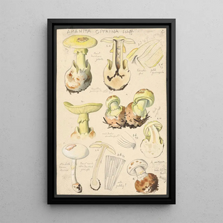 Hans Walty - Amanita citrina Schff.webp