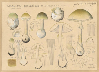 Hans Walty - Amanita phalloides Fr virescens Vaill.webp