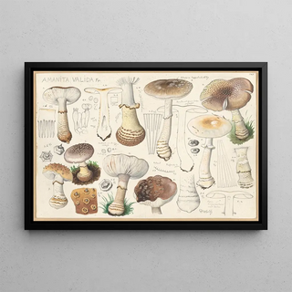 Hans Walty - Amanita valida Fr.webp