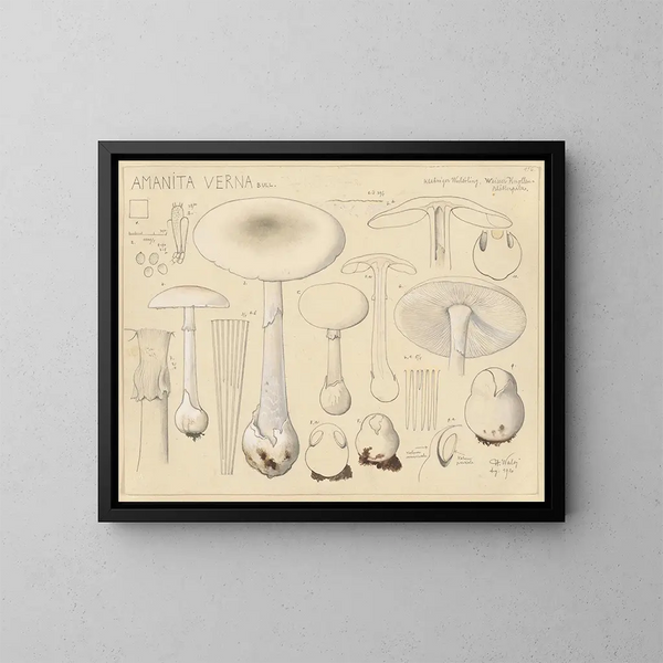Amanite printanière - Hans Baldung — gerahmtes Bild an der Wand