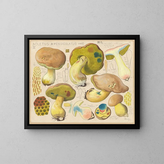 Hans Walty - Boletus appendiculatus Schff.webp