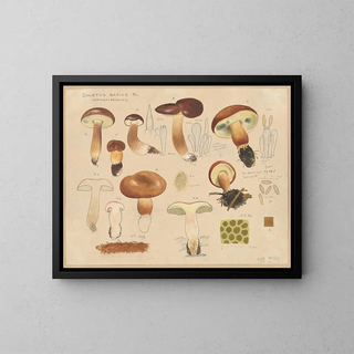 Hans Walty - Boletus badius Fr.webp