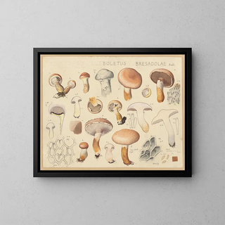 Hans Walty - Boletus bresadolae Qul.webp