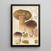 Boletus bulbosus - Hans Baldung — gerahmtes Bild an der Wand