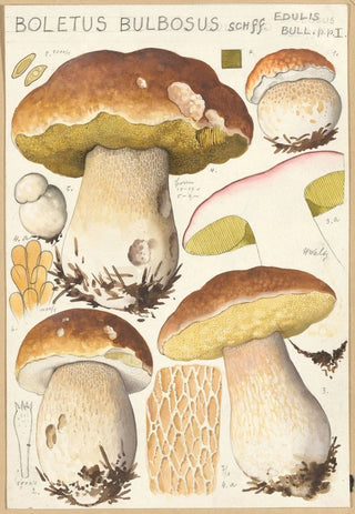 Hans Walty - Boletus bulbosus Schff.webp