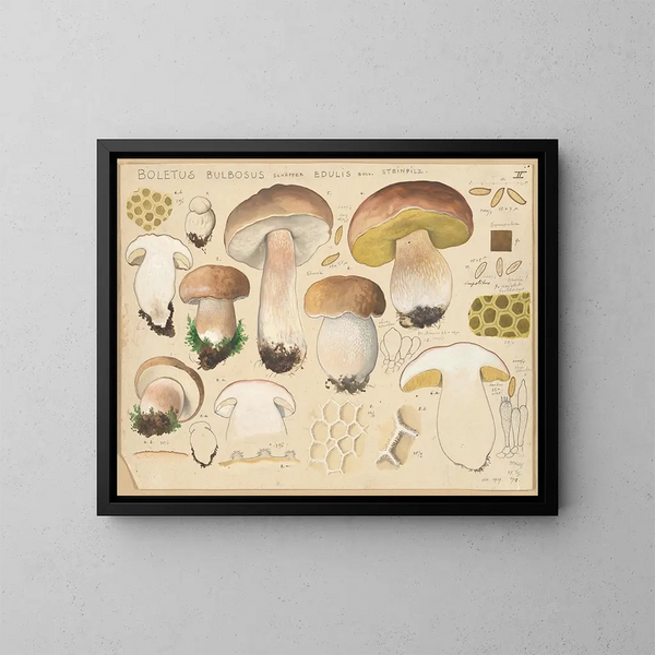 Boletus bulbosus, essbarer Pilz - Hans Baldung — gerahmtes Bild an der Wand