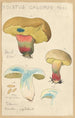 Boletus calopus - Hans Baldung — Ansicht des Kunstwerks