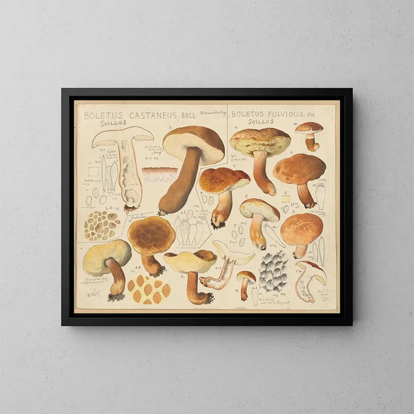 Boletus castaneus et Boletus fulvidus - Hans Baldung — gerahmtes Bild an der Wand