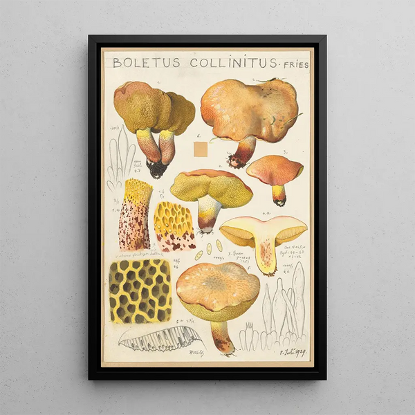 Hans Walty - Boletus collinitus.webp