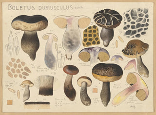 Hans Walty - Boletus duriusculus Kalchbr.webp