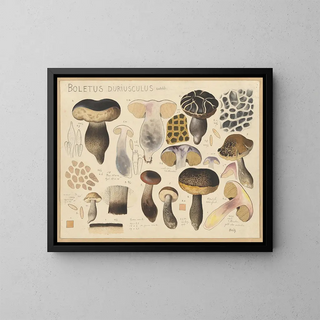 Hans Walty - Boletus duriusculus Kalchbr.webp